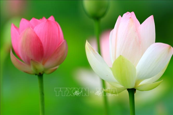 Hoa sen đang vào mùa nở rộ tại nhiều địa phương ở Trung Quốc. Những hồ sen được tô điểm với sắc hồng và trắng tạo nên khung cảnh thơ mộng giữa mùa Hè, thu hút người dân, du khách đến thưởng ngoạn. Ảnh: Hoa sen khoe sắc tại Bắc Kinh, Trung Quốc. THX/TTXVN