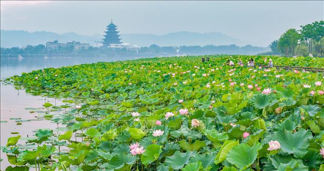 Hoa sen đang vào mùa nở rộ tại nhiều địa phương ở Trung Quốc. Những hồ sen được tô điểm với sắc hồng và trắng tạo nên khung cảnh thơ mộng giữa mùa Hè, thu hút người dân, du khách đến thưởng ngoạn. Ảnh: Hoa sen khoe sắc tại tỉnh Tứ Xuyên, Trung Quốc. THX/TTXVN