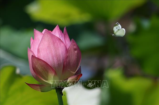 Hoa sen đang vào mùa nở rộ tại nhiều địa phương ở Trung Quốc. Những hồ sen được tô điểm với sắc hồng và trắng tạo nên khung cảnh thơ mộng giữa mùa Hè, thu hút người dân, du khách đến thưởng ngoạn. Ảnh: Hoa sen khoe sắc tại tỉnh Hồ Nam, Trung Quốc. THX/TTXVN