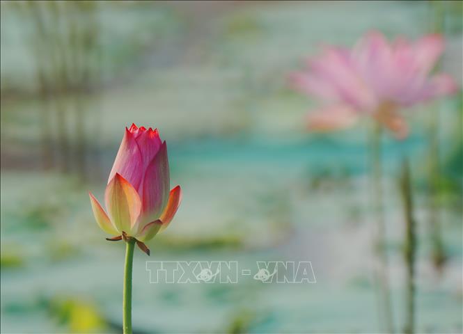 Hoa sen đang vào mùa nở rộ tại nhiều địa phương ở Trung Quốc. Những hồ sen được tô điểm với sắc hồng và trắng tạo nên khung cảnh thơ mộng giữa mùa Hè, thu hút người dân, du khách đến thưởng ngoạn. Ảnh: Hoa sen khoe sắc tại tỉnh Hồ Nam, Trung Quốc. THX/TTXVN