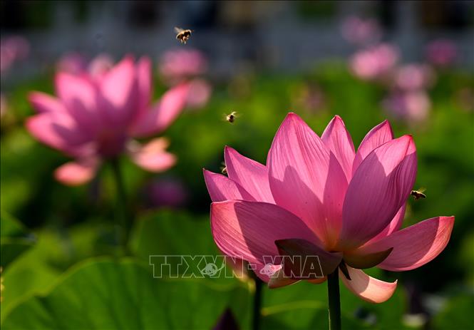 Hoa sen đang vào mùa nở rộ tại nhiều địa phương ở Trung Quốc. Những hồ sen được tô điểm với sắc hồng và trắng tạo nên khung cảnh thơ mộng giữa mùa Hè, thu hút người dân, du khách đến thưởng ngoạn. Ảnh: Hoa sen khoe sắc tại tỉnh Hà Bắc, Trung Quốc. THX/TTXVN