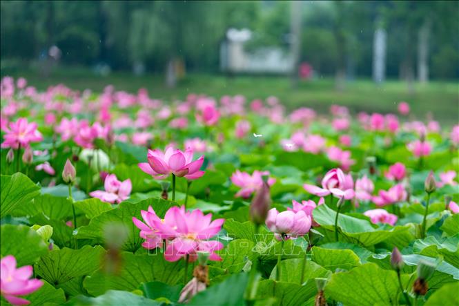 Hoa sen đang vào mùa nở rộ tại nhiều địa phương ở Trung Quốc. Những hồ sen được tô điểm với sắc hồng và trắng tạo nên khung cảnh thơ mộng giữa mùa Hè, thu hút người dân, du khách đến thưởng ngoạn. Ảnh: Hoa sen khoe sắc tại tỉnh Giang Tô, Trung Quốc. THX/TTXVN