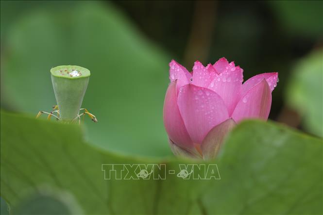 Hoa sen đang vào mùa nở rộ tại nhiều địa phương ở Trung Quốc. Những hồ sen được tô điểm với sắc hồng và trắng tạo nên khung cảnh thơ mộng giữa mùa Hè, thu hút người dân, du khách đến thưởng ngoạn. Ảnh: Hoa sen khoe sắc tại tỉnh Hà Nam, Trung Quốc. THX/TTXVN
