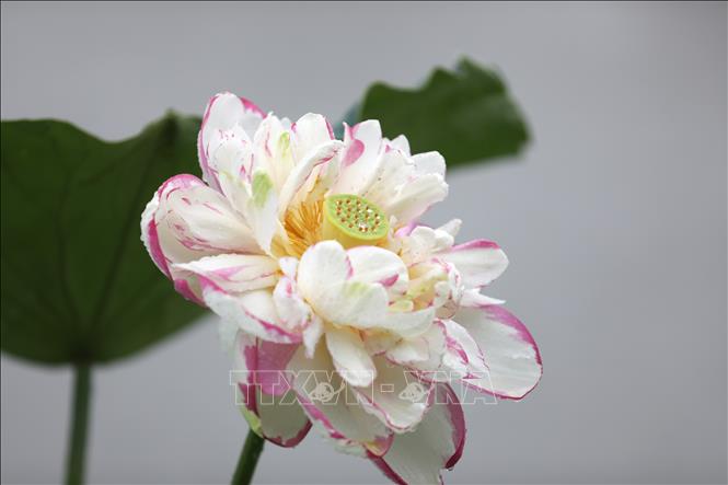 Hoa sen đang vào mùa nở rộ tại nhiều địa phương ở Trung Quốc. Những hồ sen được tô điểm với sắc hồng và trắng tạo nên khung cảnh thơ mộng giữa mùa Hè, thu hút người dân, du khách đến thưởng ngoạn. Ảnh: Hoa sen khoe sắc tại tỉnh Giang Tô, Trung Quốc. THX/TTXVN