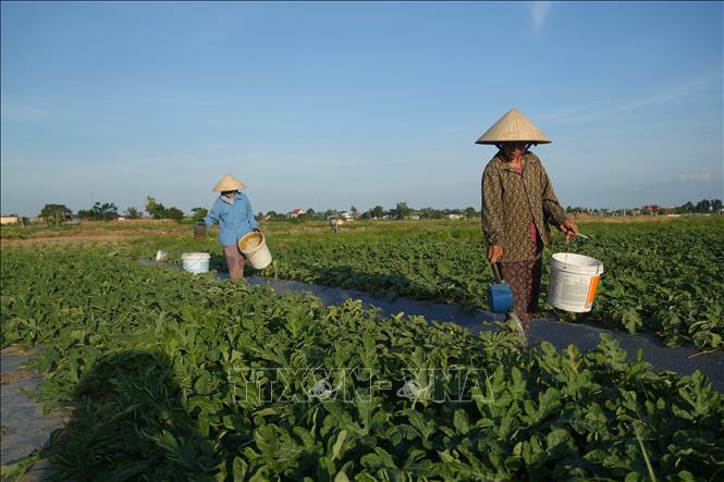 Người dân xã Hoằng Châu (Thanh Hóa) ra đồng tưới nước cho các loại cây trồng từ sáng sớm để tránh nắng nóng. Ảnh: Hoa Mai - TTXVN