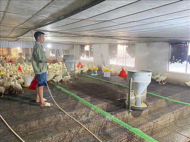 Vệ sinh chuồng trại hàng ngày để ngăn chặn sự phát triển của vi khuẩn, virus để bảo vệ sức khỏe cho đàn gia cầm. Ảnh: Hoa Mai - TTXVN