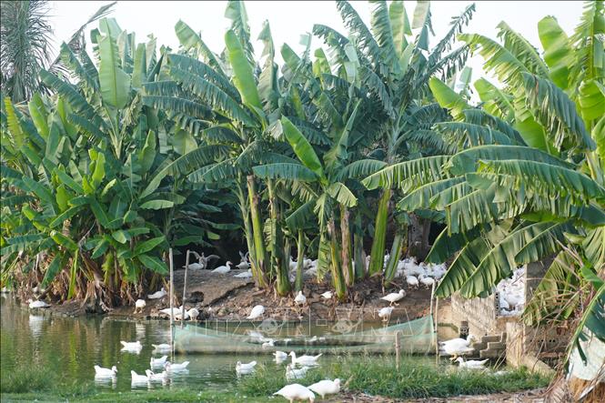 Trồng chuối tạo bóng mát dọc các ao nước cũng là giải pháp chống nóng cho đàn gia cầm mùa nắng nóng. Ảnh: Hoa Mai - TTXVN
