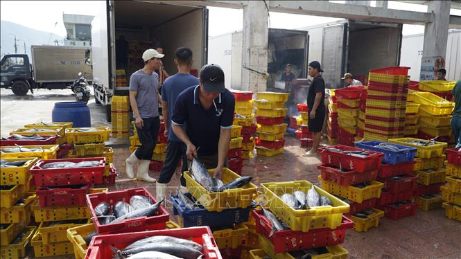Không khí nhộn nhịp tại cảng cá Quy Nhơn. Ảnh: Đình Quân - TTXVN                  
