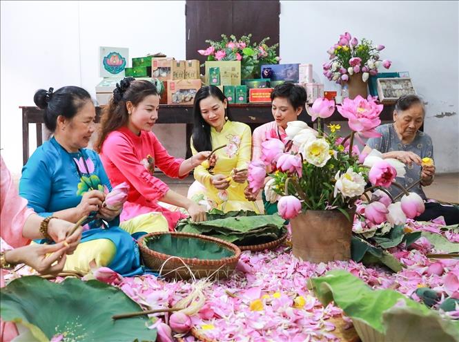 Nghề ướp trà sen Quảng An không đơn thuần là một nghề mưu sinh mà còn là một giá trị văn hoá quý báu, gắn liền với lịch sử, con người và bản sắc của vùng đất Tây Hồ. Ảnh: Khánh Hoà - TTXVN
