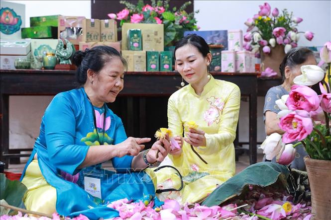 Nghề ướp trà sen Quảng An không đơn thuần là một nghề mưu sinh mà còn là một giá trị văn hoá quý báu, gắn liền với lịch sử, con người và bản sắc của vùng đất Tây Hồ. Ảnh: Khánh Hoà - TTXVN