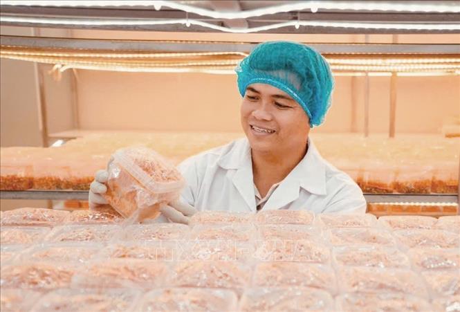 Anh Trần Tài, Bí thư Chi đoàn, Giám đốc Công ty TNHH Nấm sinh học Việt Nam (Vinabiomush) kiểm tra quy trình nuôi trồng nấm dược liệu ứng dụng công nghệ sinh học tại cơ sở sản xuất. Ảnh: TTXVN phát