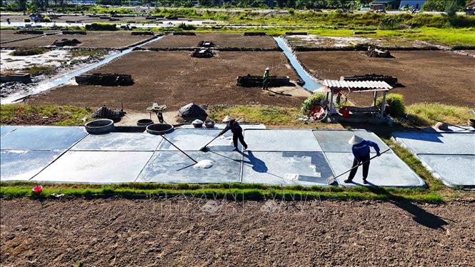 Diêm dân dùng dụng cụ cào thu gom muối trên các ô nại.Ảnh: Hữu Quyết – TTXVN