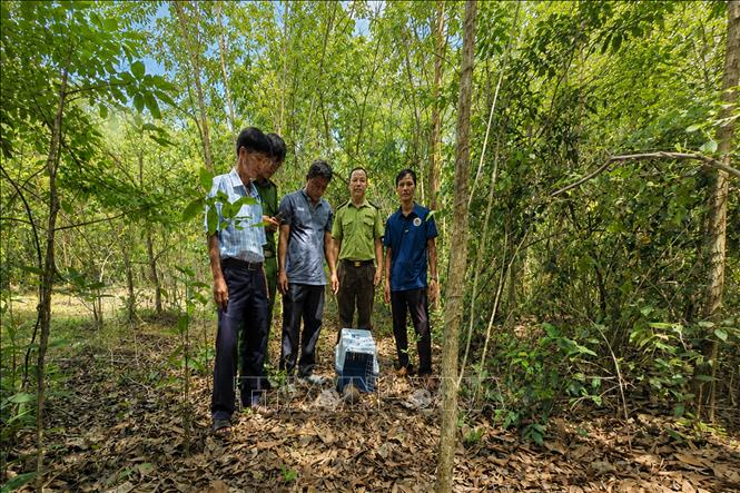 Cá thể Tê tê Java sau khi bảo đảm đủ điều kiện sức khỏe được lực lượng chức năng tái thả về môi trường tự nhiên tại khoảnh 1, tiểu khu 17, Vườn quốc gia Lò Gò – Xa Mát. Ảnh: TTXVN phát