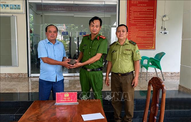 Đội Kiểm lâm cơ động và Phòng cháy, chữa cháy rừng số 1 phối hợp cùng Công an xã Dương Minh Châu tiếp nhận cá thể Tê tê Java do người dân tự nguyện giao nộp. Ảnh: TTXVN phát 