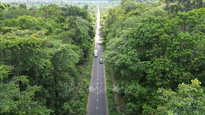 Khu vực rừng thuộc Khu bảo tồn thiên nhiên văn hóa Đồng Nai nơi được xây cầu cạn dài 13 km với tường chốn ồn nhằm giảm tác động đến sinh vật rừng. Ảnh: Sỹ Tuyên - TTXVN