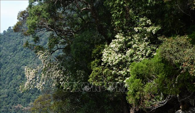 Thảm thực vật, hoa đa dạng phong phú tại Vườn quốc gia Bạch Mã. Ảnh: Văn Dũng - TTXVN