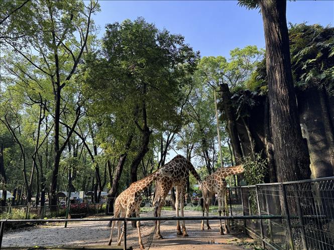 Vườn thú Ragunan, địa điểm ưa thích của nhiều du khách miễn phí vé vào cửa dịp kỷ niệm Jakarta 499 năm tuổi. Ảnh: Đỗ Quyên – PV TTXVN tại Indonesia