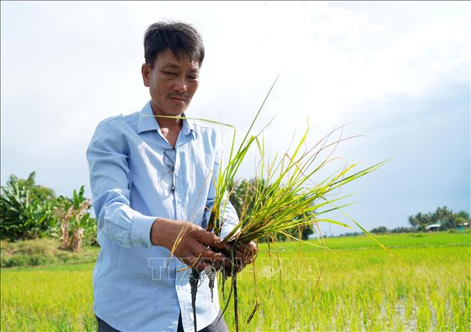 Lúa đang giai đoạn đẻ nhánh bị héo rủ, chết hàng loạt khiến nông dân điêu đứng. Ảnh: Lê Phước Ngọc - TTXVN        