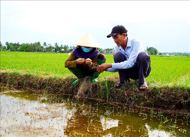 Lúa đang giai đoạn đẻ nhánh bị héo rủ, chết hàng loạt khiến nông dân điêu đứng. Ảnh: Lê Phước Ngọc - TTXVN