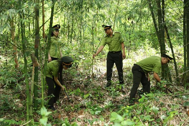 Cán bộ Hạt kiểm lâm Quan Hóa, Chi cục kiểm lâm tỉnh Thanh Hóa tuần tra, bảo vệ và phòng cháy rừng mùa nắng nóng.
Ảnh: Nguyễn Nam-TTXVN