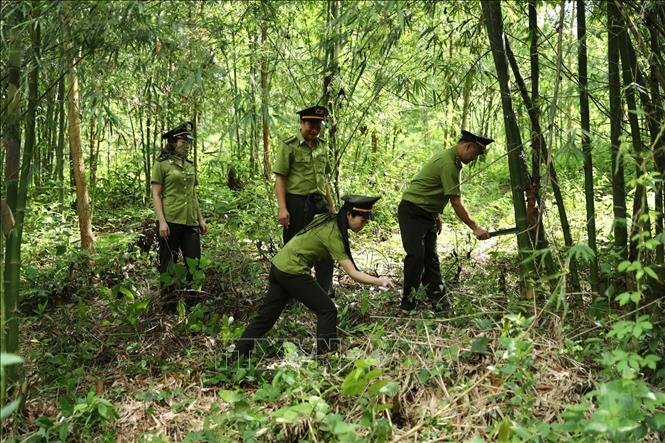 Cán bộ Hạt kiểm lâm Quan Hóa, Chi cục kiểm lâm tỉnh Thanh Hóa tuần tra, bảo vệ và phòng cháy rừng mùa nắng nóng.
Ảnh: Nguyễn Nam-TTXVN