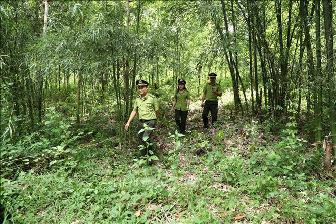Cán bộ Hạt kiểm lâm Quan Hóa, Chi cục kiểm lâm tỉnh Thanh Hóa tuần tra, bảo vệ và phòng cháy rừng mùa nắng nóng.
Ảnh: Nguyễn Nam-TTXVN