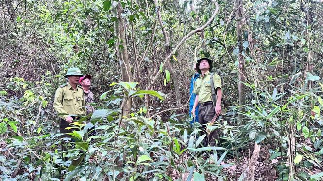 Cán bộ Hạt kiểm lâm Cẩm thủy, Chi cục kiểm lâm tỉnh Thanh Hóa  và người dân tuần tra, bảo vệ và phòng cháy rừng mùa nắng nóng.
Ảnh: Nguyễn Nam-TTXVN