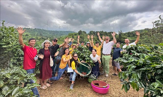 Khe Sanh (Quảng Trị) đang phát triển du lịch trải nghiệm gắn với vùng cà phê Arabica. Những đồi cà phê mùa hoa trắng, mùa quả chín cùng các di tích trên tuyến Đường 9 – Khe Sanh tạo nên sản phẩm du lịch mang bản sắc riêng. Ảnh: Nguyên Linh-TTXVN
