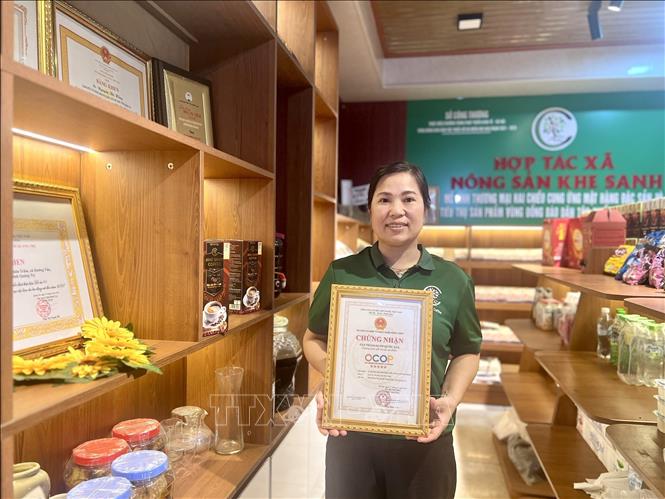Sản phẩm cà phê Khe Sanh 100% Arabica của Hợp tác xã Nông sản Khe Sanh được công nhận sản phẩm OCOP 5 sao cấp quốc gia, góp phần nâng tầm và khẳng định thương hiệu cà phê Khe Sanh. Ảnh: Nguyên Linh-TTXVN