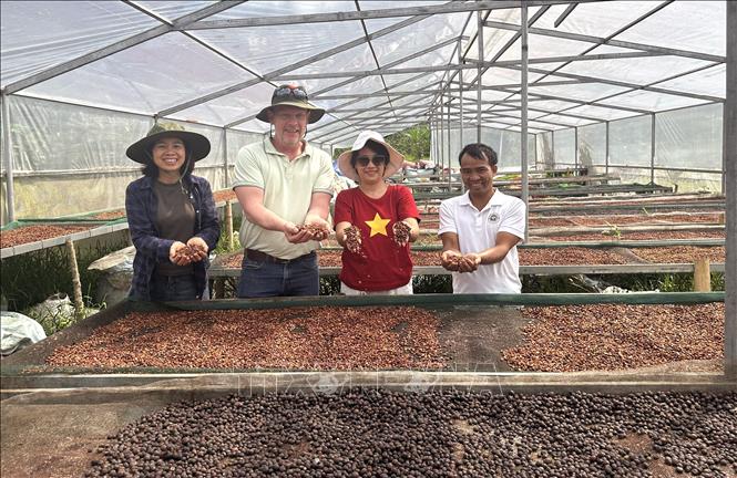 Cà phê Arabica Khe Sanh chỉ được thu hái khi quả chín trên 95%. Quy trình sơ chế, phơi và bảo quản được kiểm soát chặt chẽ, góp phần tạo nên chất lượng và giá trị đặc trưng của cà phê Khe Sanh. Ảnh: Nguyên Linh-TTXVN