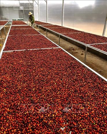 Điều kiện tự nhiên đặc thù của Khe Sanh (Quảng Trị) tạo nên hương thơm, vị chua thanh và hậu vị ngọt đặc trưng cho cà phê Arabica. Đây là một trong những vùng sản xuất cà phê Arabica lớn và nổi tiếng của Việt Nam. Ảnh: Nguyên Linh-TTXVN