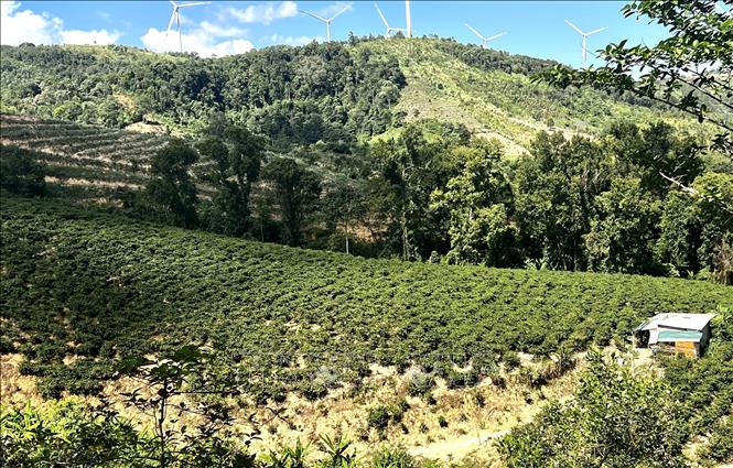Vùng cà phê Khe Sanh (Quảng Trị) hiện duy trì khoảng 4.000 ha, trong đó hơn 3.700 ha đang cho thu hoạch, với hơn 8.620 hộ dân gắn bó cùng cây cà phê, hơn một nửa là đồng bào Bru - Vân Kiều và Pa Kô. Ảnh: Nguyên Linh-TTXVN