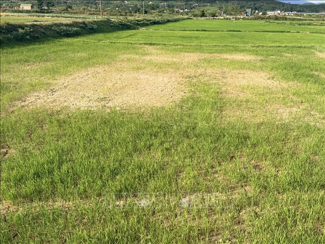 Theo Chi cục Trồng trọt và Bảo vệ thực vật tỉnh Quảng Trị, trên địa bàn hiện có hơn 1.170 ha lúa bị thiếu nước và hơn 36 ha bị ảnh hưởng do xâm nhập mặn. Ảnh: Thanh Thuỷ-TTXVN