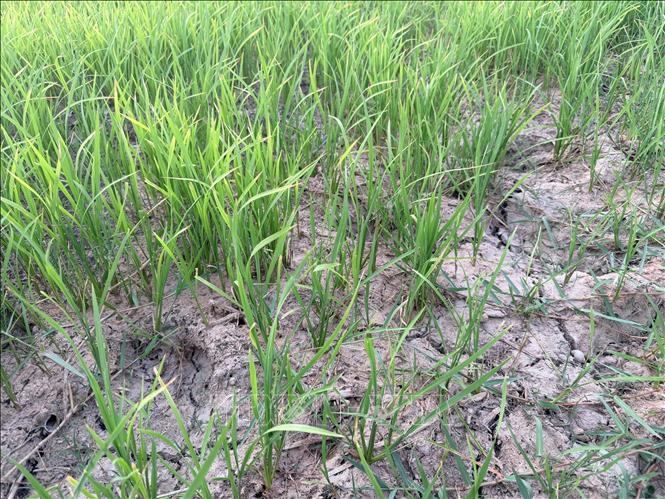Nhiều diện tích lúa bị cháy vàng do thiếu nước tại xã Bắc Trạch. Ảnh: Thanh Thuỷ-TTXVN