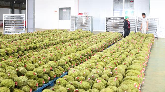 Durian output reaches about 1.8 million tonnes in 2025 and is expected to increase to between 2 million and 2.1 million tonnes this year. VNA Photo: Nhật Bình 