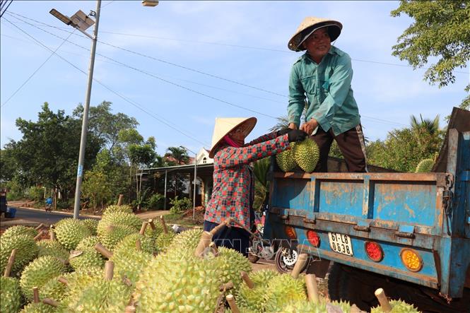 Vietnam currently has about 192,000 hectares of durian plantations. VNA Photo: Nhật Bình