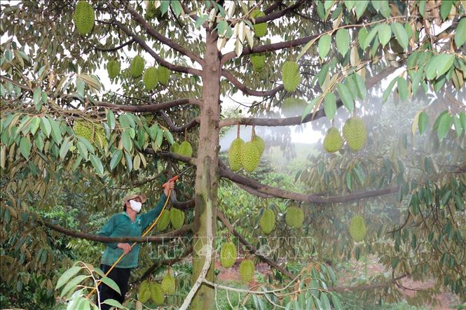 Vietnam currently has about 192,000 hectares of durian plantations. VNA Photo: Nhật Bình
