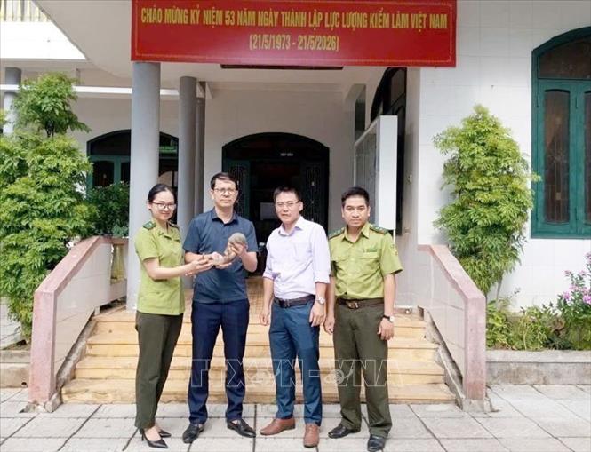 Tiếp nhận cá thể Tê tê java từ UBND xã Hướng Hiệp. Ảnh: TTXVN phát
