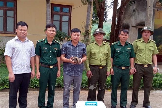 Tiếp nhận cá thể Tê tê java từ UBND xã Thượng Trạch. Ảnh: TTXVN phát