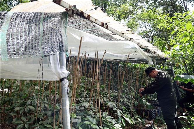 Người dân sử dụng vật liệu sắt thép, bạt ni lông làm vòm che để trồng sâm Ngọc Linh trong rừng phòng hộ ở xã Trà Linh. Ảnh: Đỗ Trưởng – TTXVN