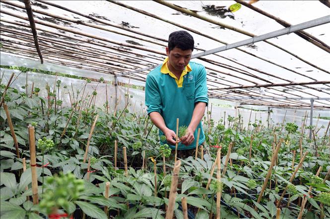 Hầu hết các chủ vườn hiện nay đều sử dụng các vật liệu không thân thiện với môi trường để trồng sâm Ngọc Linh, chưa tìm  được vật liệu thay thế phù hợp. Ảnh: Đỗ Trưởng – TTXVN
