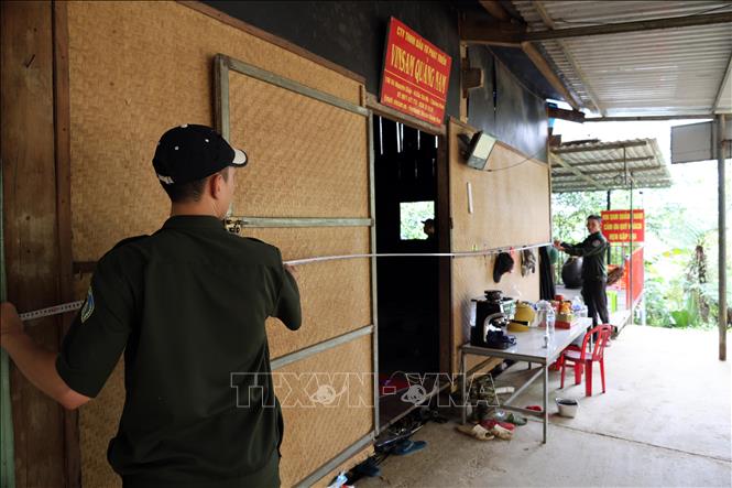 Nhân viên Trạm Quản lý bảo vệ rừng số 10 (Ban Quản lý rừng phòng hộ Đà Nẵng) tiến hành đo đạc diện tích một lều trại của chủ vườn sâm dựng trái phép nhiều năm trong rừng phòng hộ ở xã Trà Linh. Ảnh: Đỗ Trưởng – TTXVN