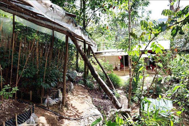 Người dân dựng lán trại trái phép ở vườn sâm Ngọc Linh trong rừng phòng hộ ở xã Trà Linh. Ảnh: Đỗ Trưởng – TTXVN