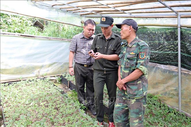 Nhân viên Trạm Quản lý bảo vệ rừng số 10 (Ban Quản lý rừng phòng hộ Đà Nẵng) kiểm tra, định vị diện tích trồng sâm của người dân để triển khai hồ sơ thuê môi trường rừng. Ảnh: Đỗ Trưởng – TTXVN