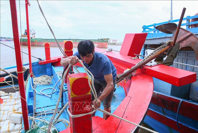 Ngư dân chằng buộc tàu tại cảng cá Ninh Cơ, xã Hải Thịnh để tránh va đập. Ảnh: Công Luật - TTXVN