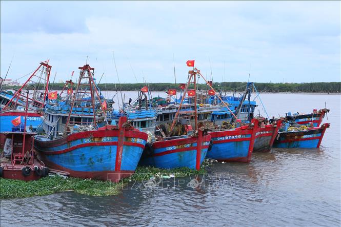 Tàu thuyền neo đậu tại cảng cá Thành Vui, xã Hải Thịnh để tránh trú bão. Ảnh: Công Luật - TTXVN