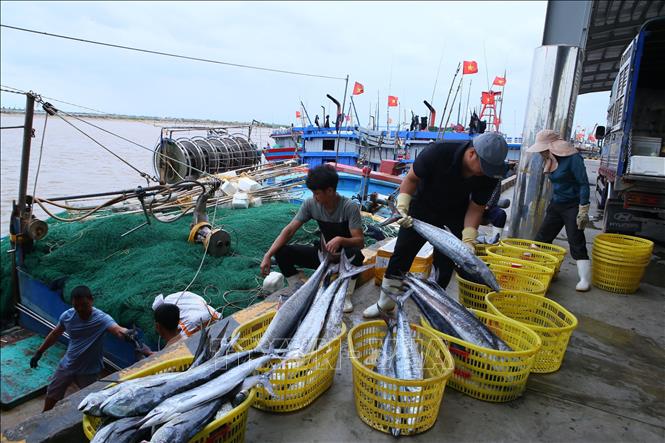 Ngư dân vận chuyển hải sản đánh bắt được lên cầu cảng. Ảnh: Công Luật - TTXVN