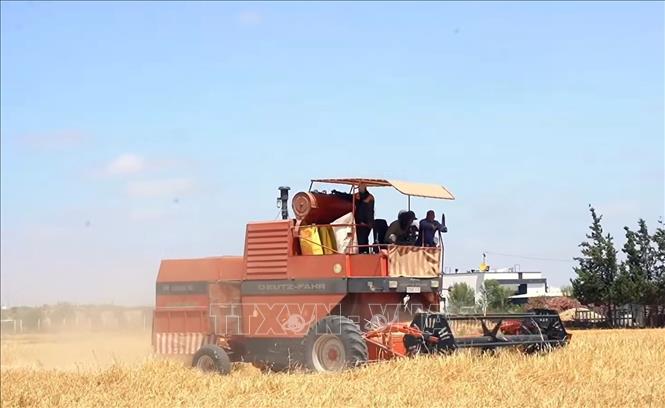 Một thiết bị gặt đập liên hợp của Algeria đang thu hoạch lúa mì. Ảnh: Nguyễn An - PV TTXVN tại Algeria
