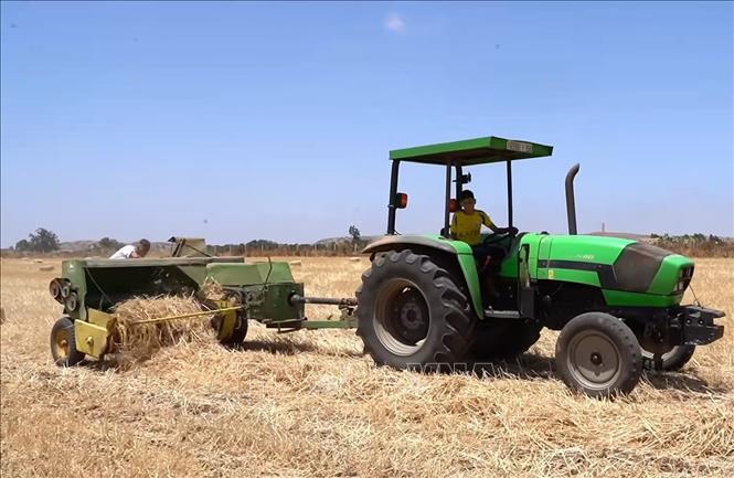 Nông dân xử lý rơm sau khi thu hoạch. Ảnh: Nguyễn An - PV TTXVN tại Algeria