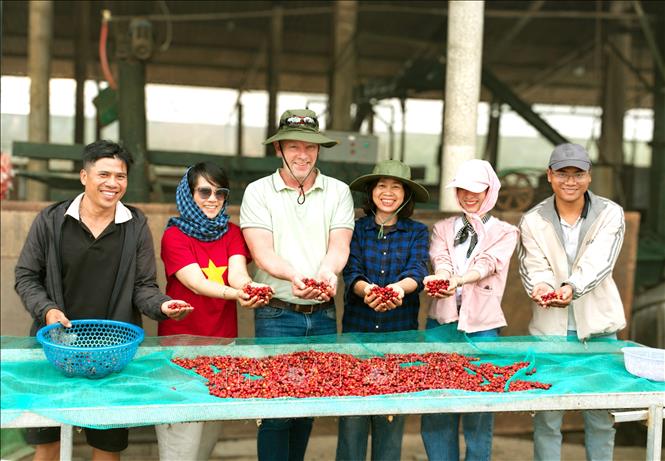 Chuyên gia Harro Boekhold chia sẻ: Khe Sanh không cần trở thành bản sao của bất kỳ vùng cà phê nổi tiếng nào trên thế giới; giá trị của vùng đất này nằm ở câu chuyện về con người, hạt cà phê và hành trình từ chiến tranh đến hòa bình. Ảnh: TTXVN phát